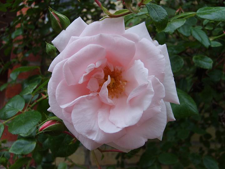 New Dawn 1.JPG - NEW DAWN (Storblommiga kl. Somerset Rose Nursery 1930).

En av de bästa och mest kända klätterrosorna genom tiderna. Utsökta silverrosa blommor och fin apelsin- och citrondoft. Som variation, varför inte pröva 'Coral Dawn' eller 'Dr W. van Fleet' som är rosen som gav upphov till 'New Dawn'? Namnet betyder 'ny gryning' på engelska. . Storlek: 4.0x5.0m. Zon V.